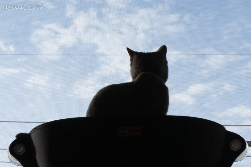 【再入荷】 スペードのモルトの星空の家の猫のベッドP0 猫用品